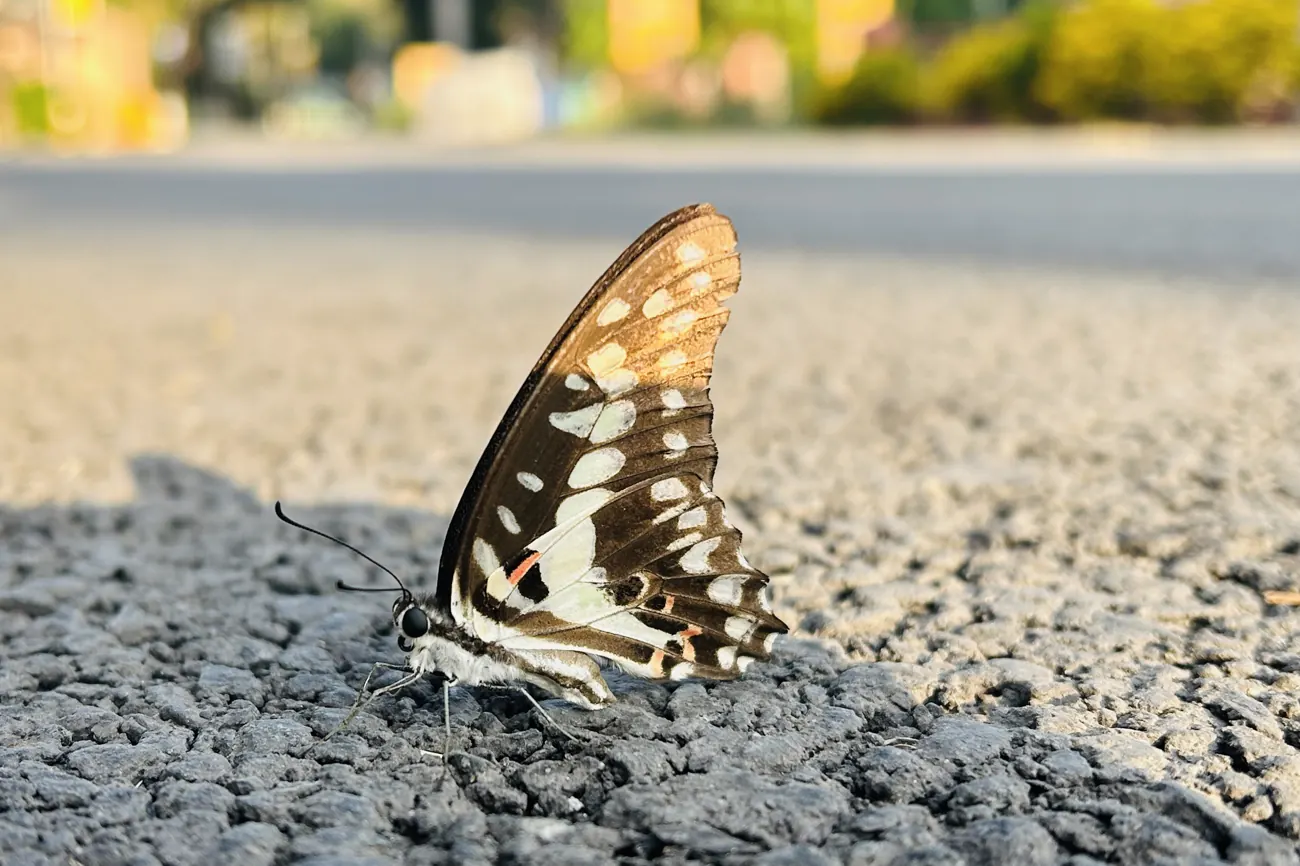 Beautiful butterfly, photograph by Muskan Kapoor